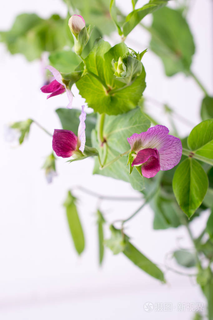 用紫色的花和叶子在白色背景上关闭绿色豌豆茎.选择性对焦.复制空间照