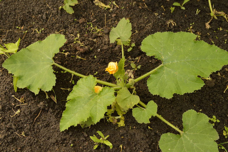 小西葫芦花, 蔬菜生长在土壤中的花园里