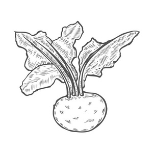 手绘素描甜菜草素描。在白色背景下分离的矢量有机食品插图