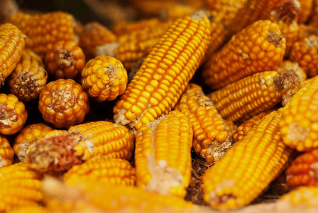 特写干玉米位于中期阳光 健康的有机营养