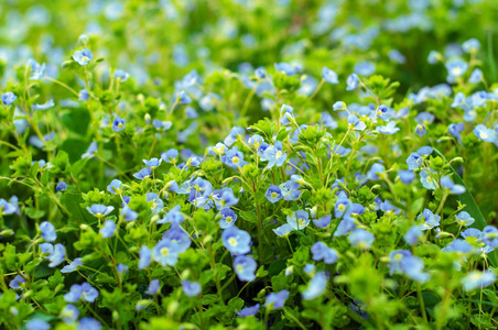 不要忘记我 Myosotis 花盛开在夏日的草地上。美丽的小蓝花盛开在阳光明媚的夏日里