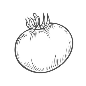 西红柿手画雕刻插图。在白色背景上被隔离