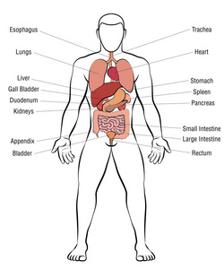 内脏分布结构 男图片
