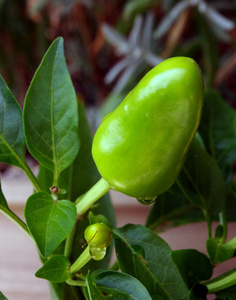 绿辣椒生长在植物上