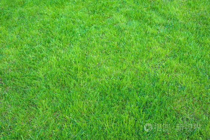 新鲜的绿色修剪草坪关闭 修剪绿草背景 绿色草坪图案纹理背景照片 正版商用图片0uq8kx 摄图新视界 新鲜的绿色修剪草坪关闭 修剪绿草背景 绿色草坪图案纹理背景照片 正版商用图片0uq8kx 摄图新视界