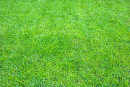 新鲜的绿色修剪草坪关闭。修剪绿草背景。绿色草坪图案纹理背景
