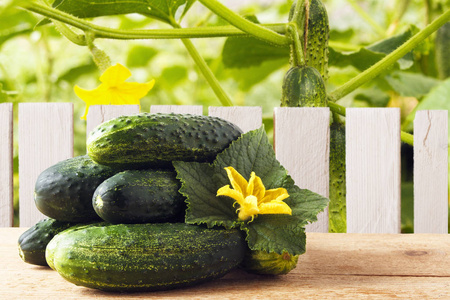 花园木桌上的有机鲜黄瓜。饮食营养的健康食品。质朴的生活方式概念。复制空间