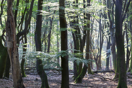 Speulderbos 或森林的舞蹈树位于荷兰的侯格维陆威