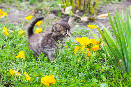 花花园里黄花上的一只小条纹猫