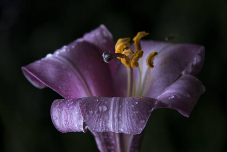 花瓣上有露水的紫罗兰百合花的特写