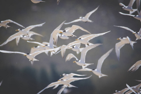 关闭在南非河口的一群里海燕栖鸟的形象