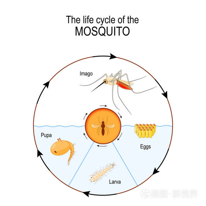 按蚊是传播人类疟疾的蚊子的一个属科学和教育用途的向量图
