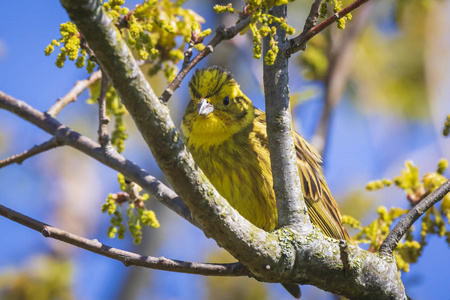 yellowhammer 鸟的特写 黄喉鹀 citrinella 栖息在树枝上, 在春季繁殖季节的绿色森林中歌唱