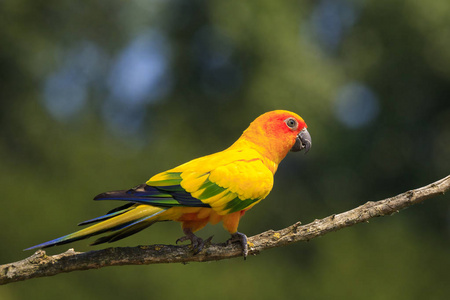 特写太阳鹦鹉或太阳 conure Aratinga solstitialis, 鸟。它是一个中型, 充满活力彩色鹦鹉原产于南美洲