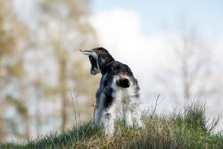 年轻的白色 goatling 在山上的蓝天背景下仰望云彩