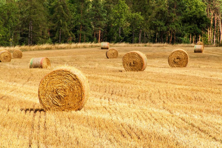 在森林地里的稻草包。夏天在捷克共和国的农场。收割玉米。风景 Moravian 高地