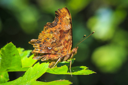在阳光明媚的日子, 一只逗号蝴蝶 Polygonia c 专辑 的侧面特写, 栖息在森林的植被上。