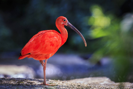 鸻鸟猩红宜必思鸟 eudocimus 鲁伯尔热带鸻鸟在地上觅食.