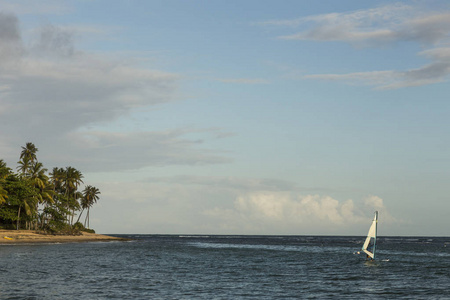 风帆风帆由海在日落与棕榈树在的背景下, 在巴西巴伊亚做复。