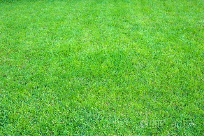 新鲜的绿色修剪草坪关闭 修剪绿草背景 绿色草坪图案纹理背景照片 正版商用图片0uqf0g 摄图新视界