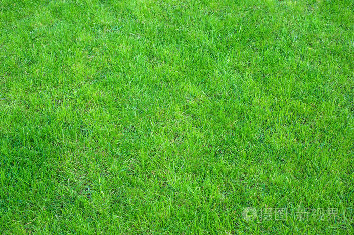 新鲜的绿色修剪草坪关闭 修剪绿草背景 绿色草坪图案纹理背景照片 正版商用图片0uqf0k 摄图新视界