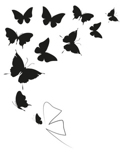 黑色蝴蝶, 在白色背景下被隔离