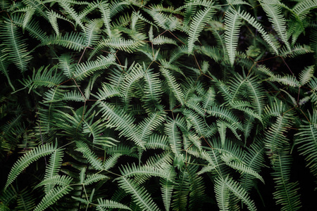 暗植物园暗叶纹理背景图像照片