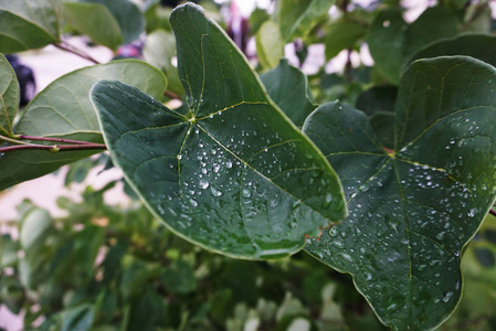 美丽的水滴透明的露水在一个大的绿色叶片特写。雨滴在阳光的照耀下。自然背景。宏胶片