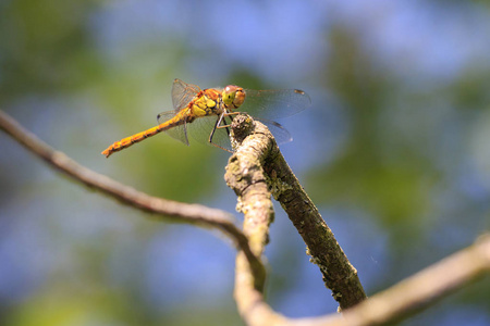 侧面视图的共同镖 Sympetrum striolatum 与他的翅膀蔓延, 他是干燥他的翅膀在早期, 温暖的太阳光