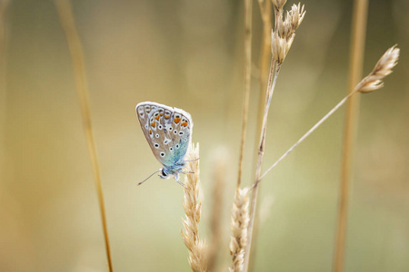 一只熟睡的普通蓝蝶, Polyommatus 伊卡洛斯, 日落时分在田野里休息