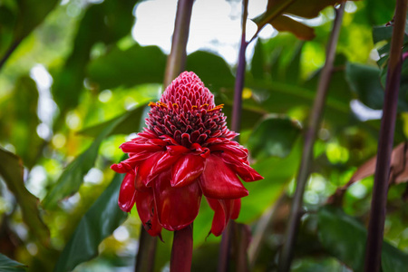 夏威夷瓦胡岛热带花园的 Etlingera 丽格, 或火炬生姜鲜艳的红花