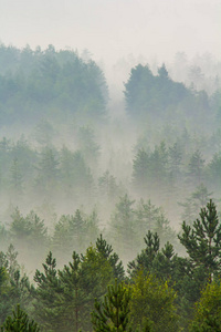 在森林的雾
