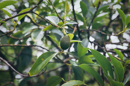 夏威夷瓦胡岛的一棵树上生长的鳄梨果实