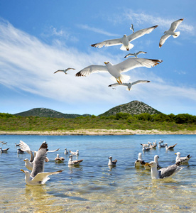 在亚得里亚海 Pasman 岛附近的海鸥群。克罗地亚