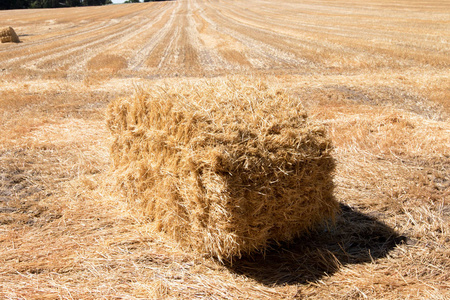 在广角镜头上拍摄的封闭的田野上按下的稻草包