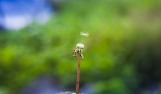 大自然中美丽的蒲公英花