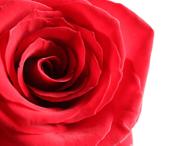 美丽的红色玫瑰花在光背景, 特写