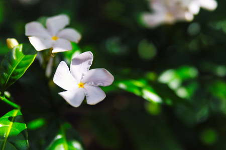 夏威夷热带森林中的白色鸡蛋花