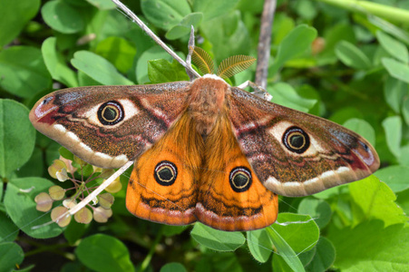 皇夜蝶, 皇蛾, Saturnia pavonia, 小帝蛾