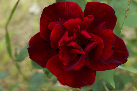 红玫瑰。抽象的自然背景。红花
