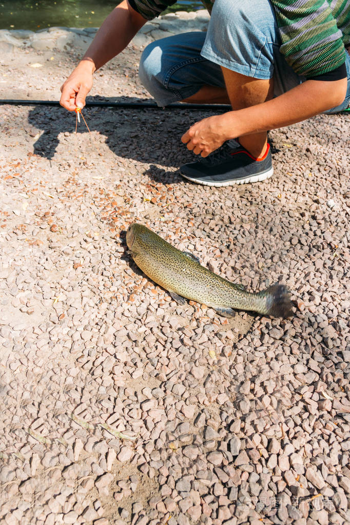 旁边是钓鱼竿.钓鱼.鱼躺在地上-鳟鱼