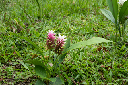 krachai 花或姜黄莲子