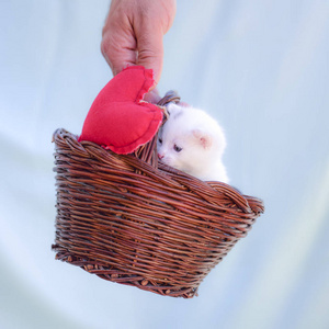 小白猫在一个柳条篮内举起一只手