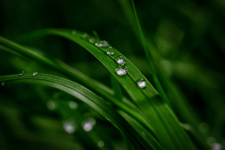 阳光贺卡美丽的雨露滴落在阳光下的一片深绿色的草地上.自然背景特写.