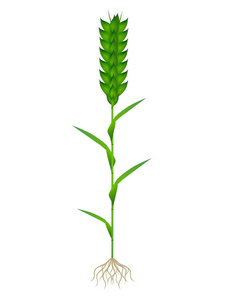 白色背景下根系分离的绿色小麦植株照片