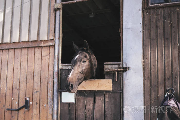 一个美丽的棕色马站在一个稳定的马厩在农场的肖像