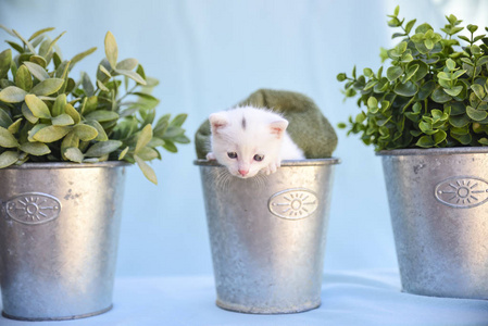 可爱和蓬松的白色小猫在花瓶内的绿色植物照片 正版商用图片09y961 摄图新视界