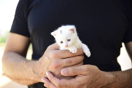 柔软蓬松的白猫在主人的手中是安全的。