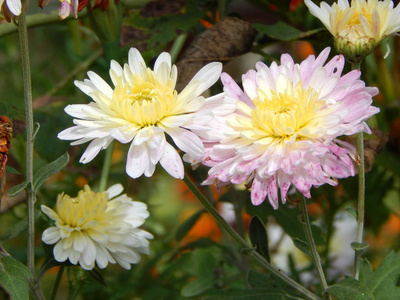 花园里的花朵背景和墙纸