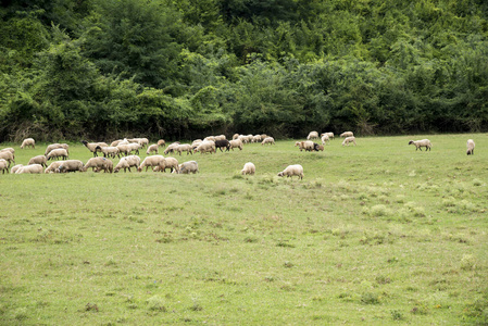 Buzau摩尔多瓦罗马尼亚罗马尼亚农村牧场的羊群群